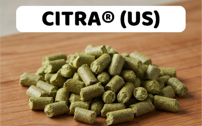 Houblon Citra